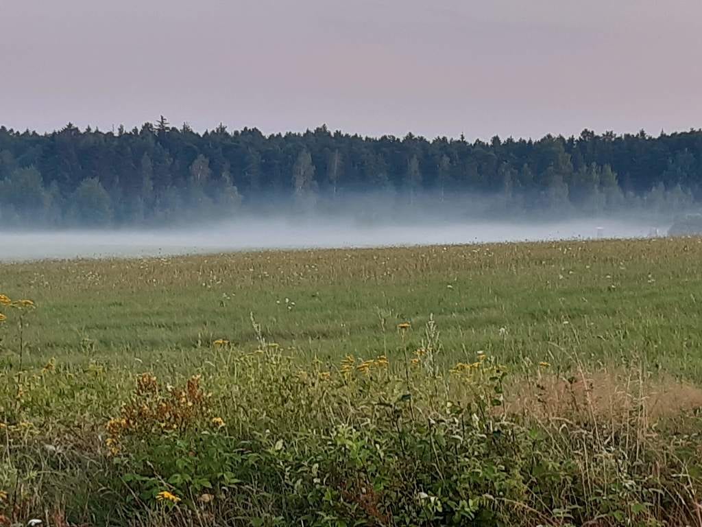 Louka po letní bouři