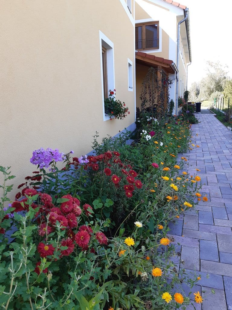 Podzimní kvítí